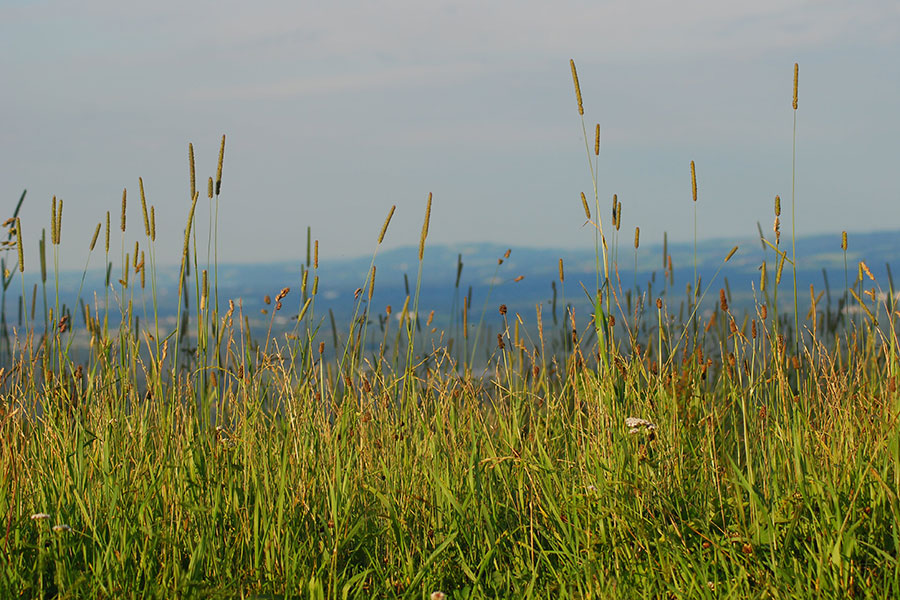 Leitzachtal – Tal der Wildkräuter