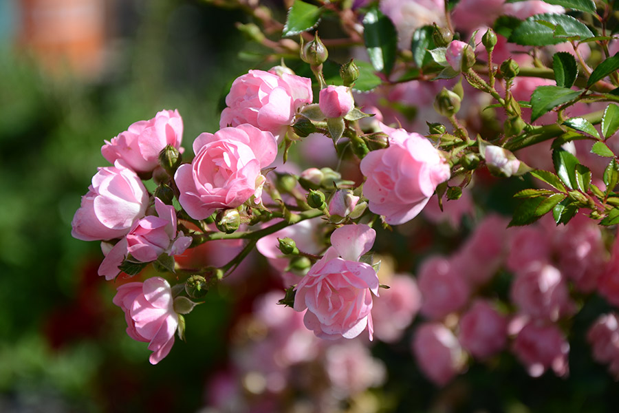 Rosen auf dem Ferienhof in Oberbayern