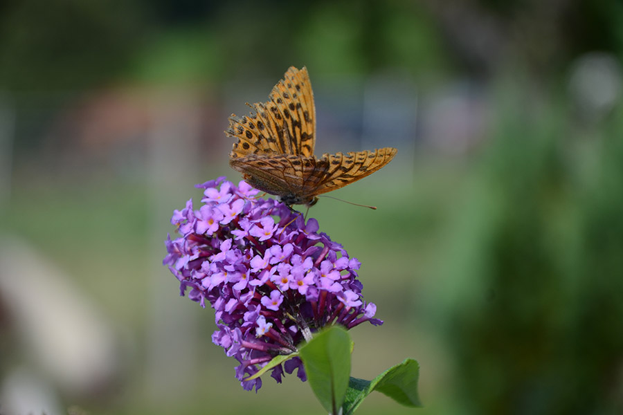 Schmetterling in der Natur